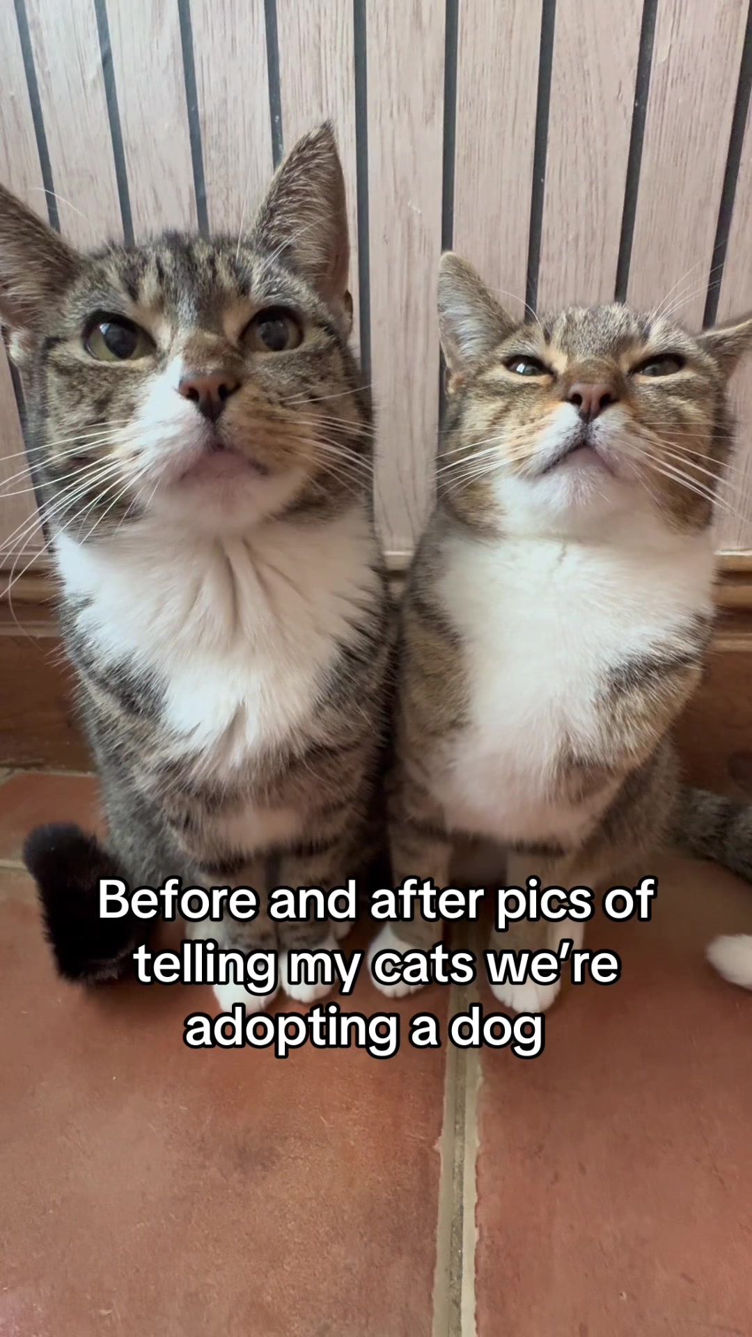 @Mittens
