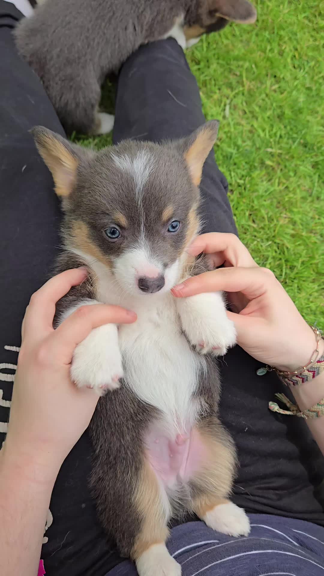 @J&R Shepherds & Corgis