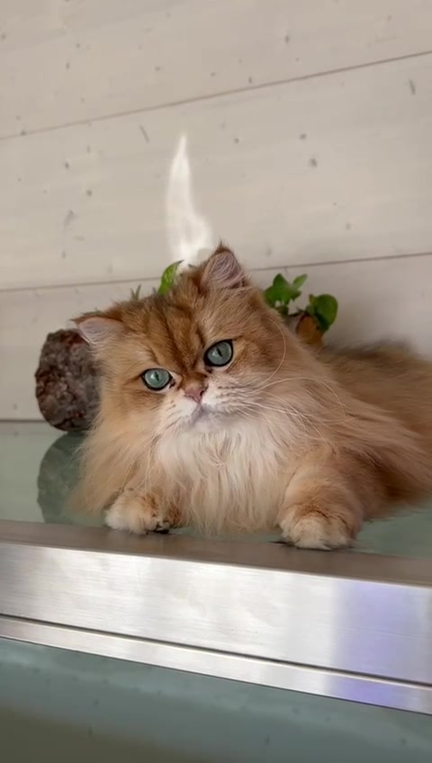 @Cattery vom Z&uuml;richberg