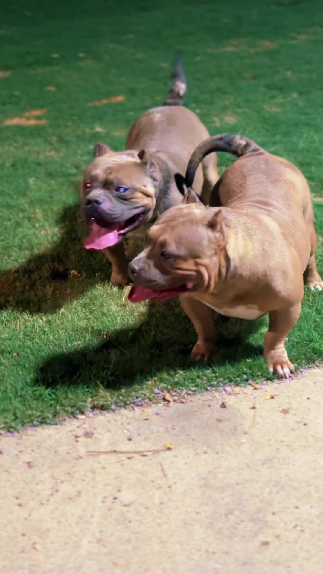 @Carters BullyHub