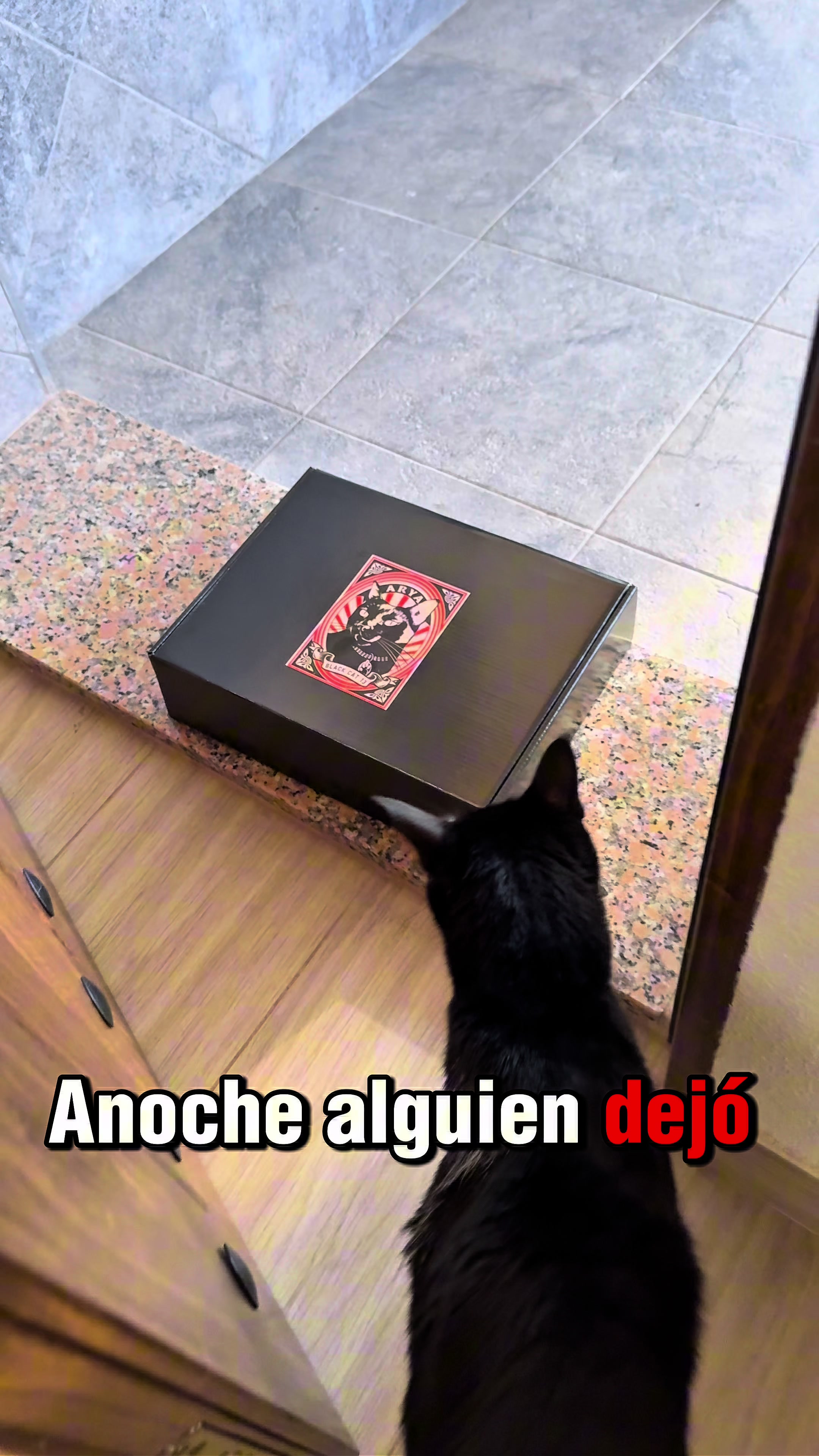 @AryaBlackCat13
