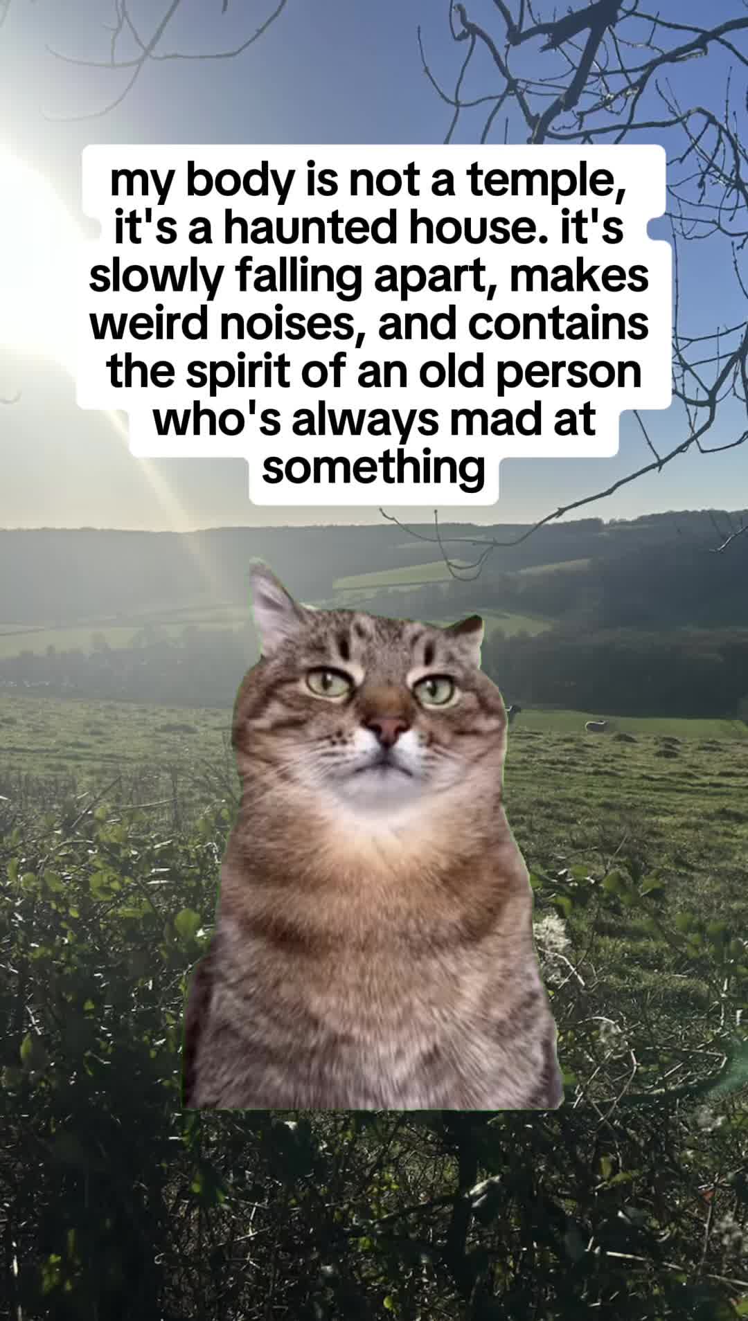 @Meow Town