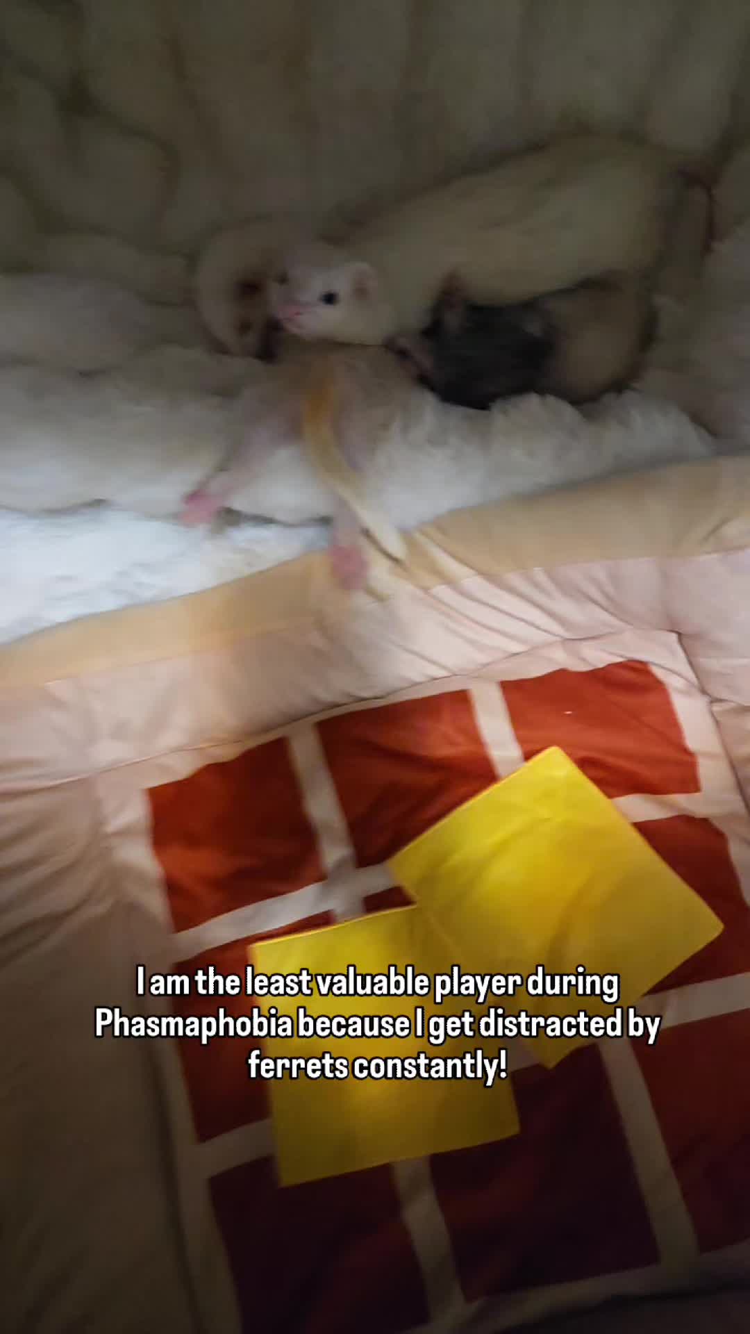 @FuffyFerrets