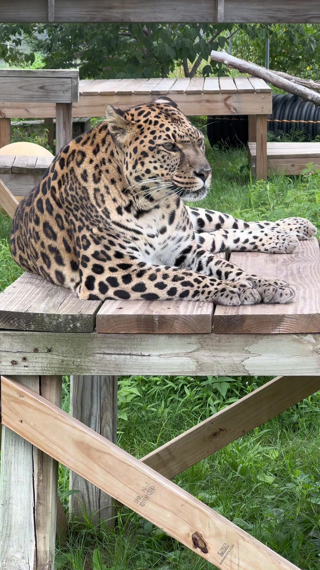 @The Wildcat Sanctuary