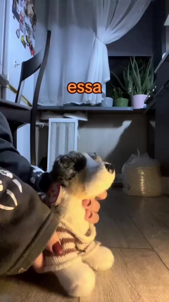 @♯🐾.ᴍᴇʏsʜɪ✧˚