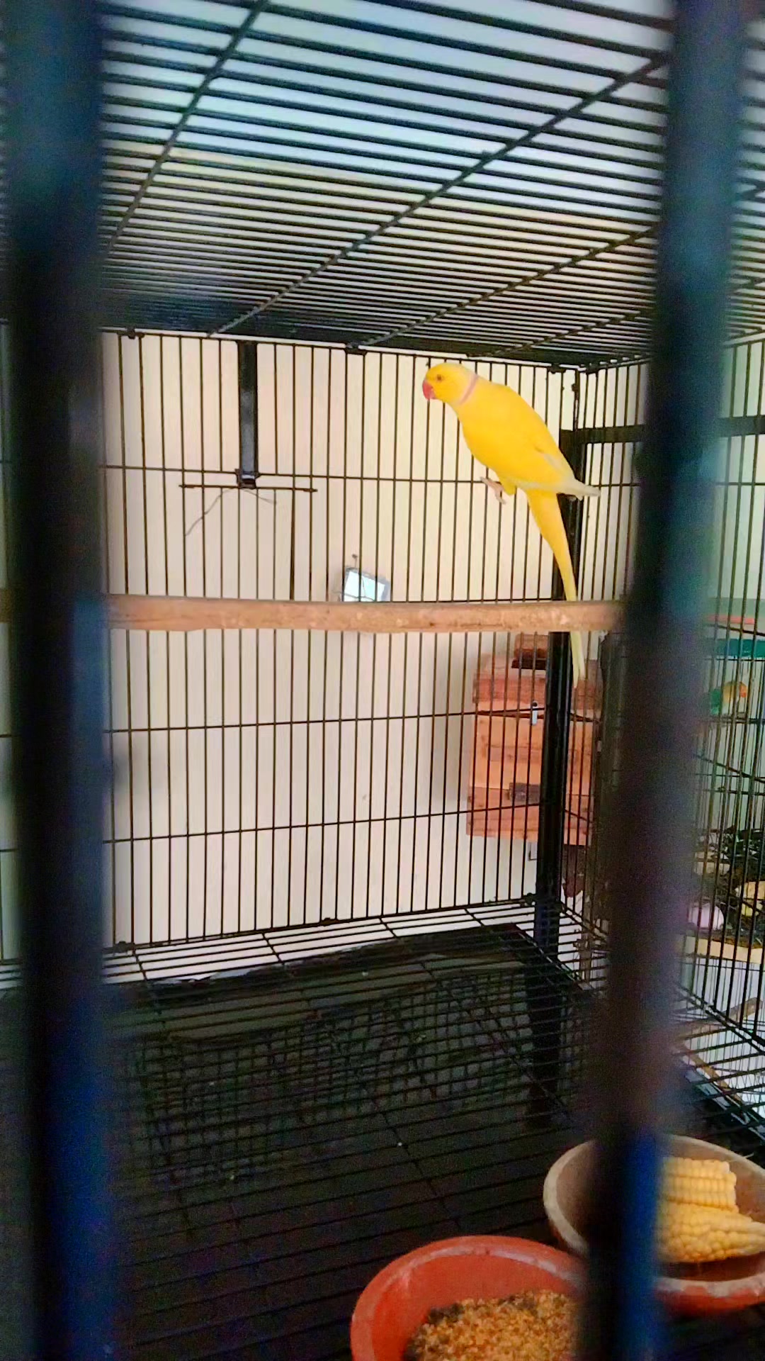 @MS AVIARY 🦜🦜 GAGGO BUREWALA