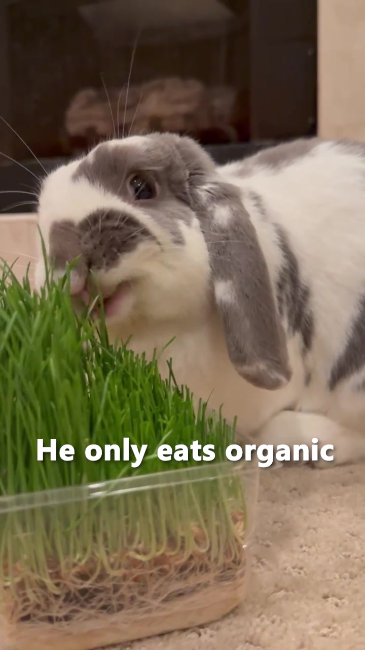 @Bini the Bunny