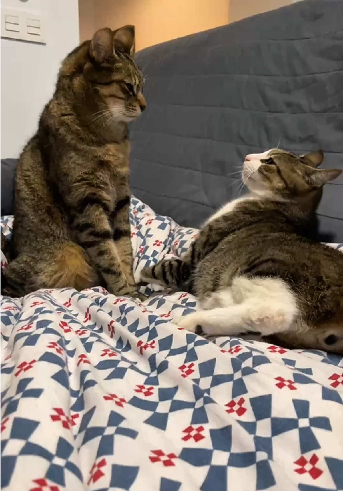 @Gatitos Gatetes