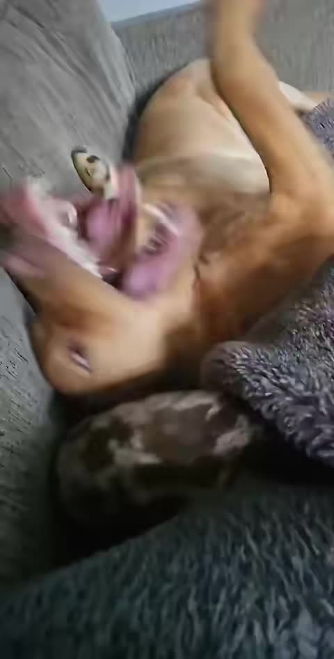 @Choritzo chipolata🐾