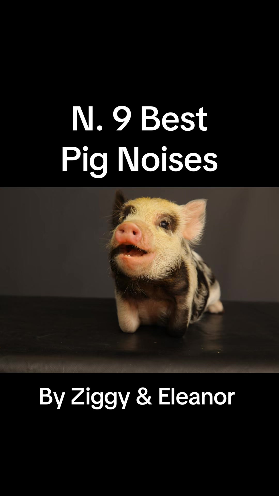 @Pig in the house