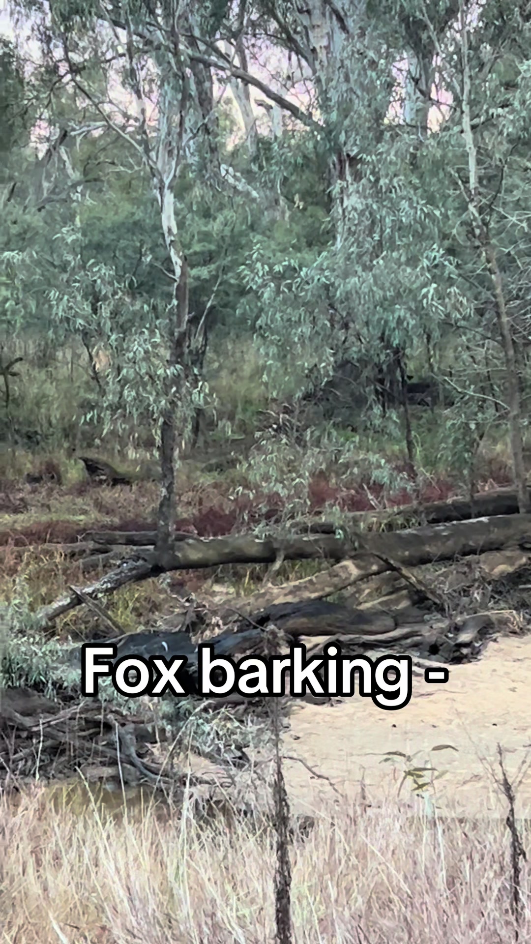 @Savage Aussie