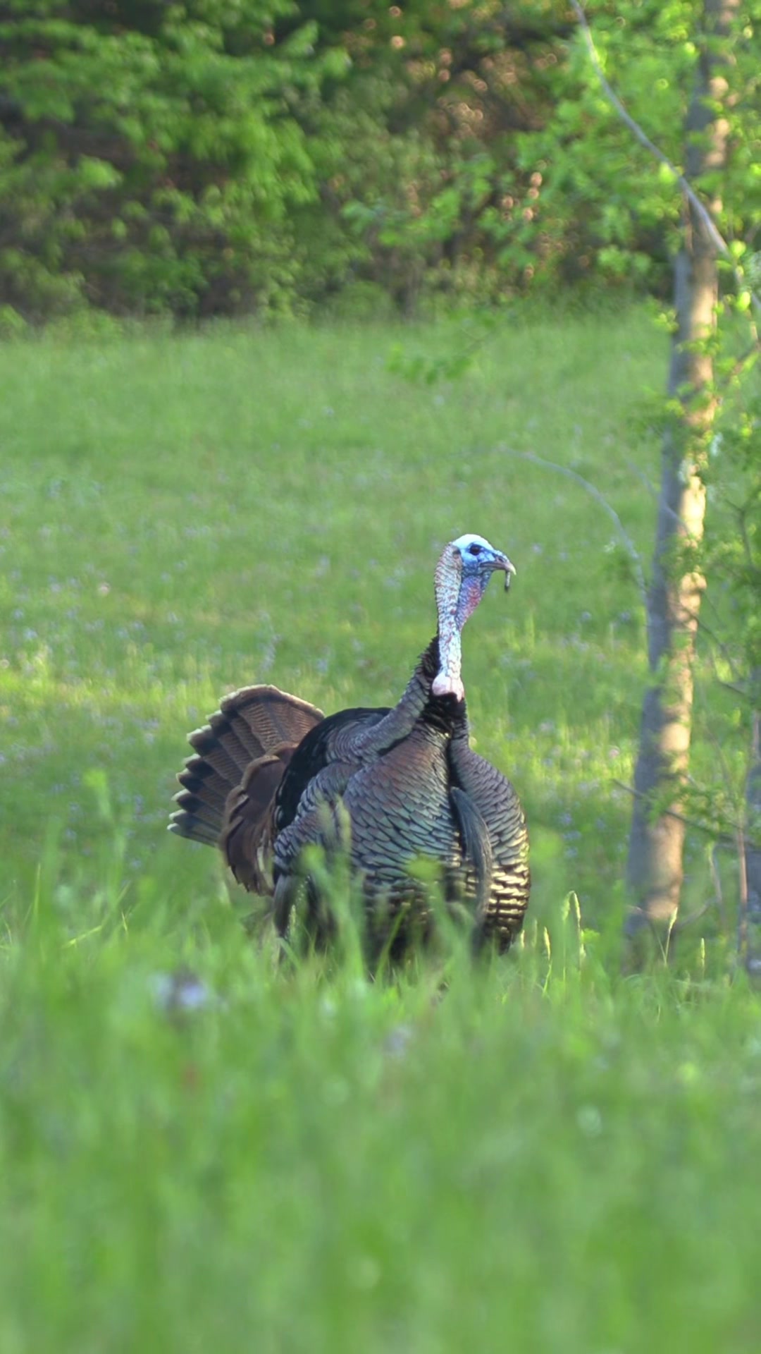 @FOXPRO Game Calls