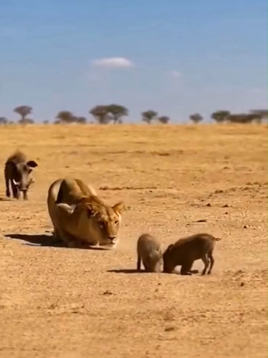 @Pride of the Wild