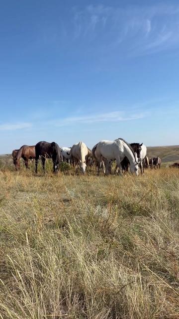 @TSQuarterHorses