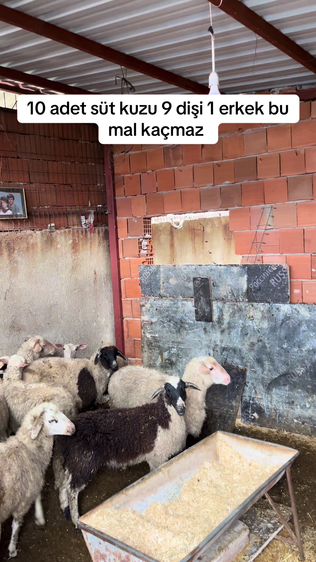 @Ferdi demir