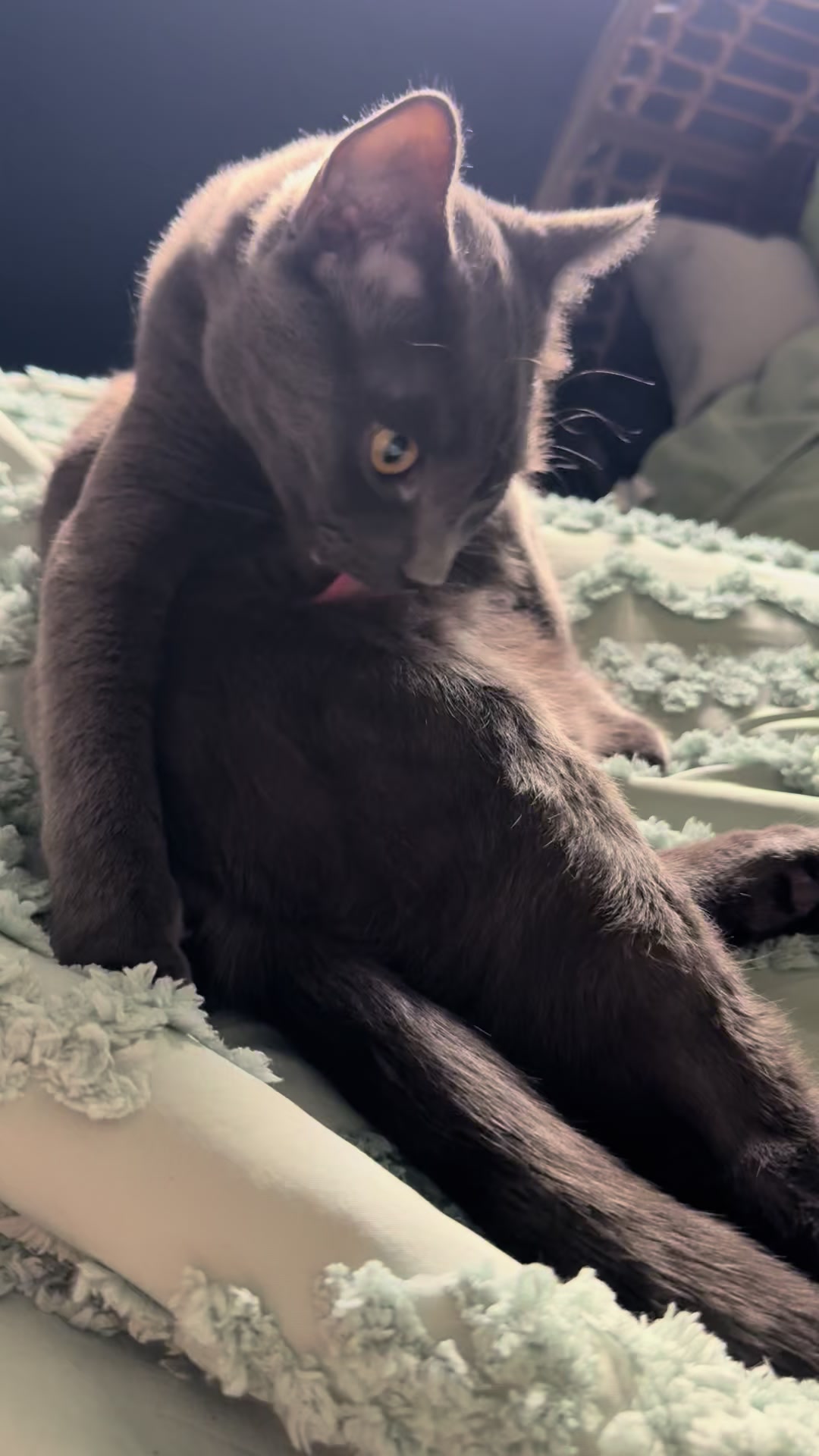 @KrazyKatz