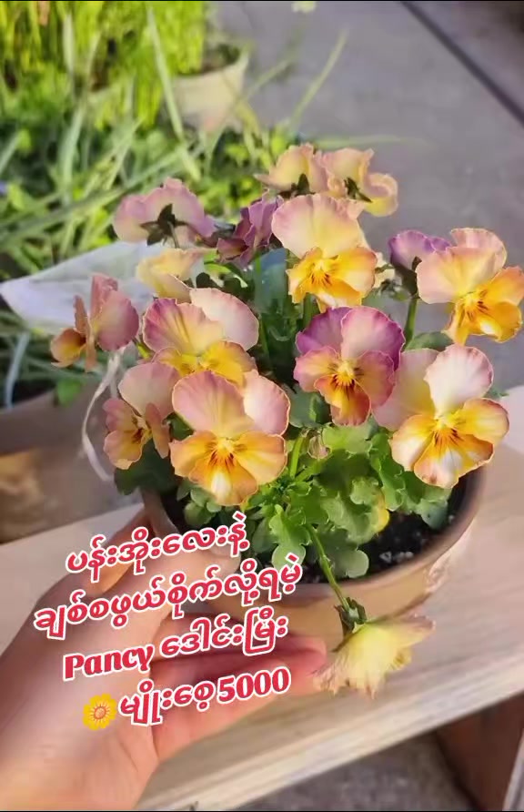 @Floral Village