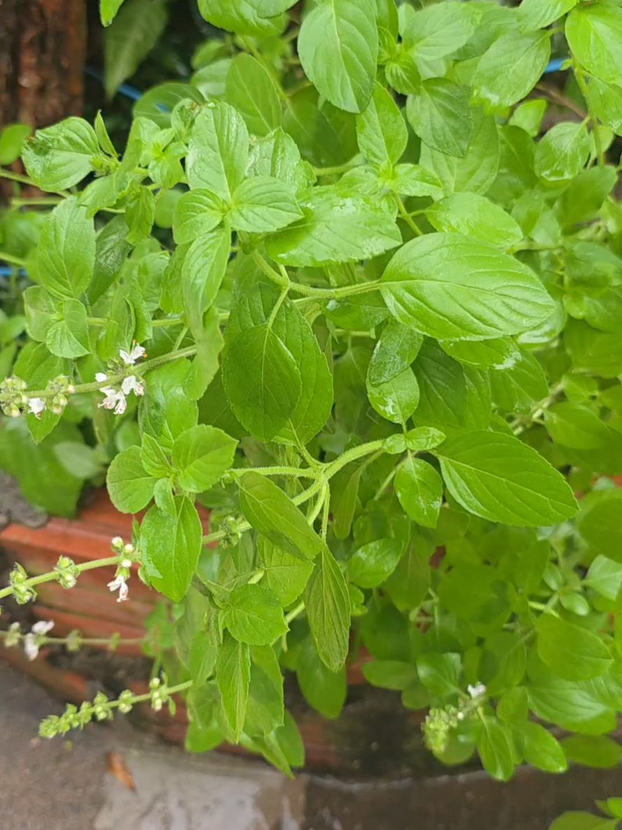 @Dicas e Receitas Naturais