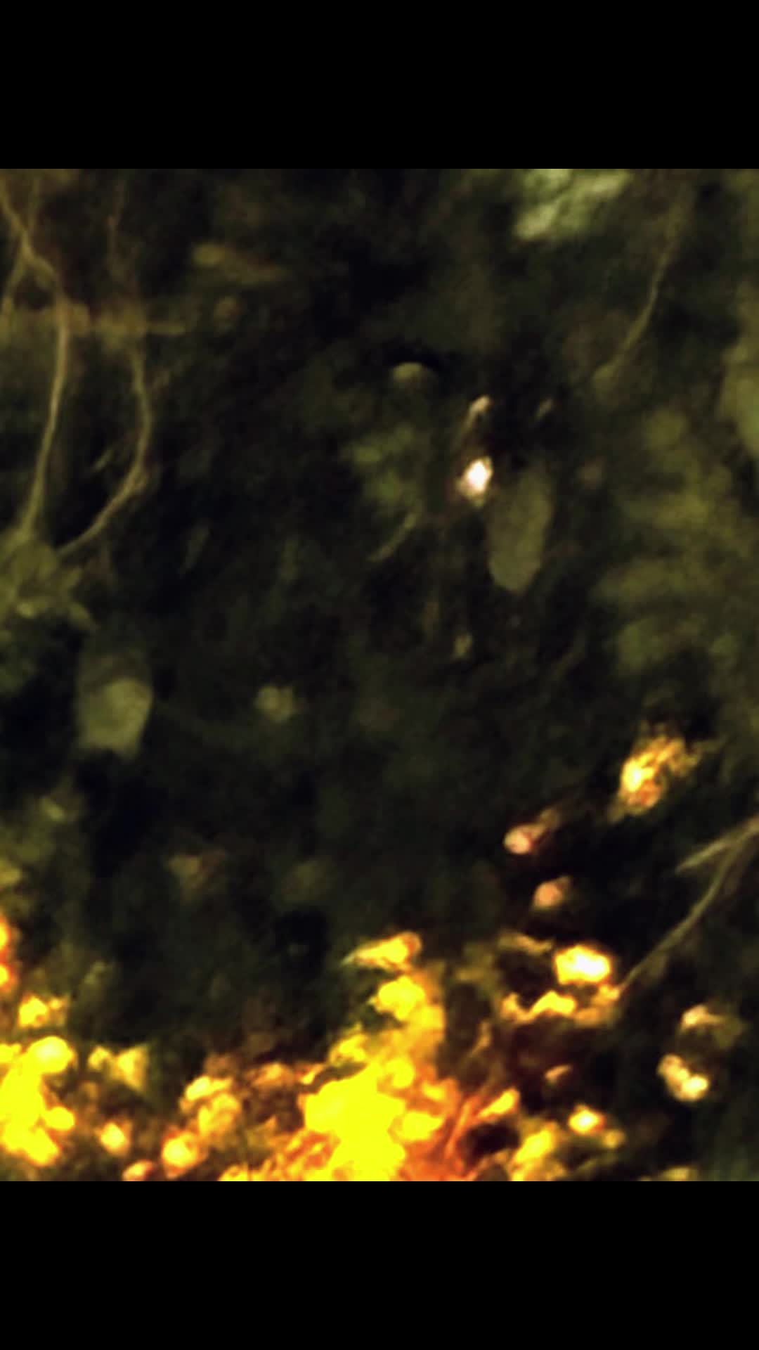 @🌲Forest Friend🌲🙏💗