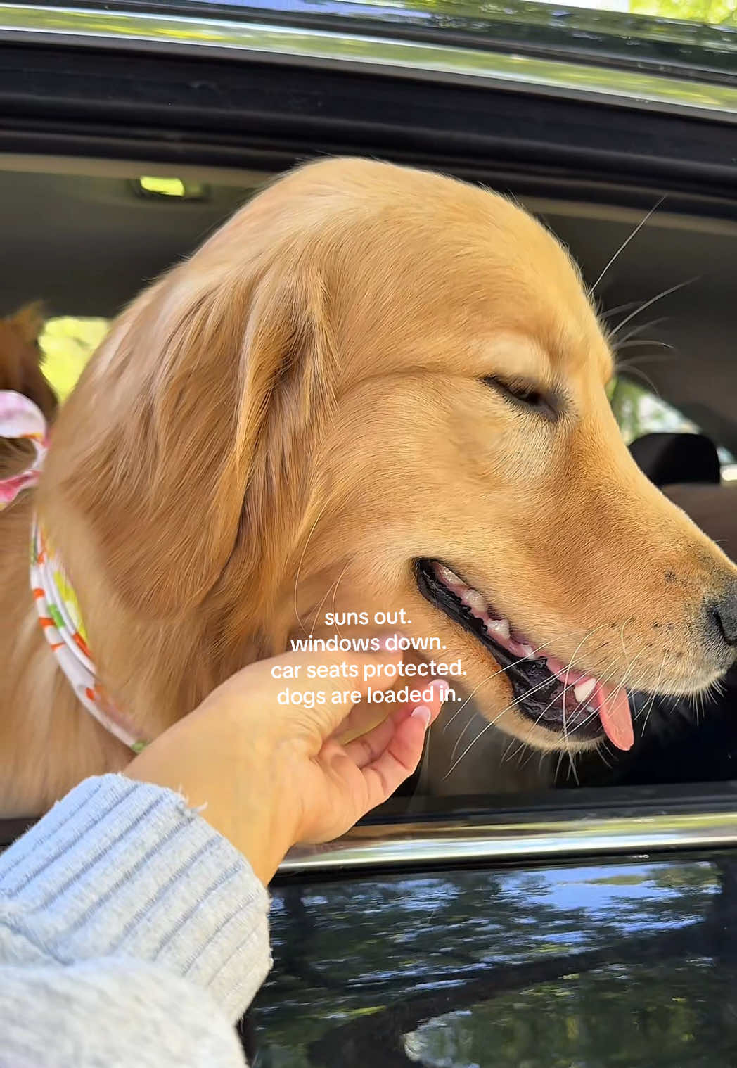 @Josi B🐕