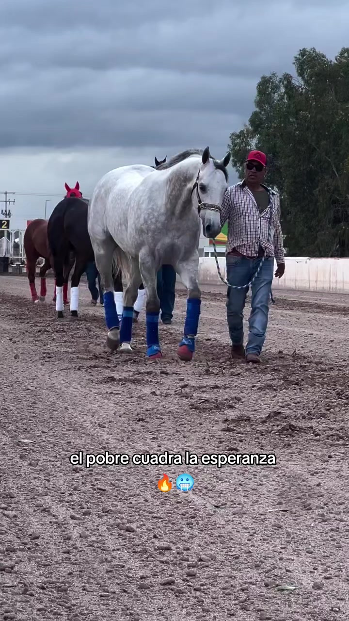 @carriles altos de jalisco🐎