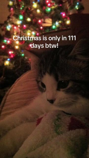 @christmas vibes!