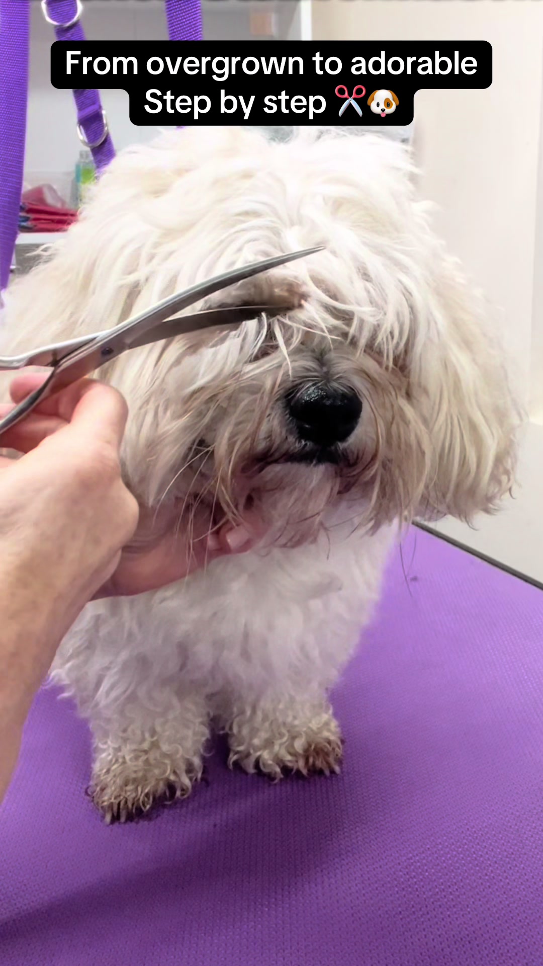 @Poochiepoosdoggrooming