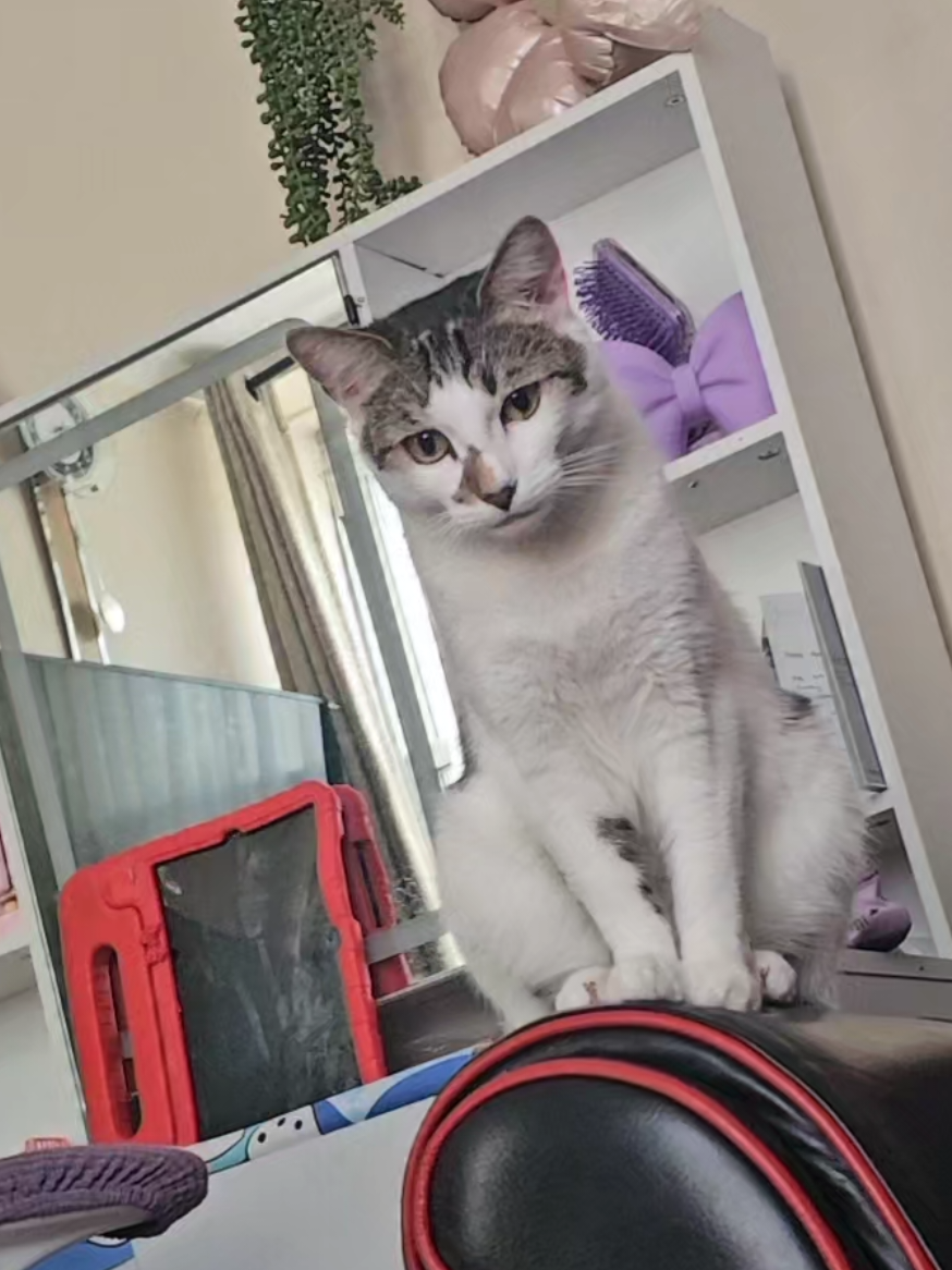 @cairo🐈