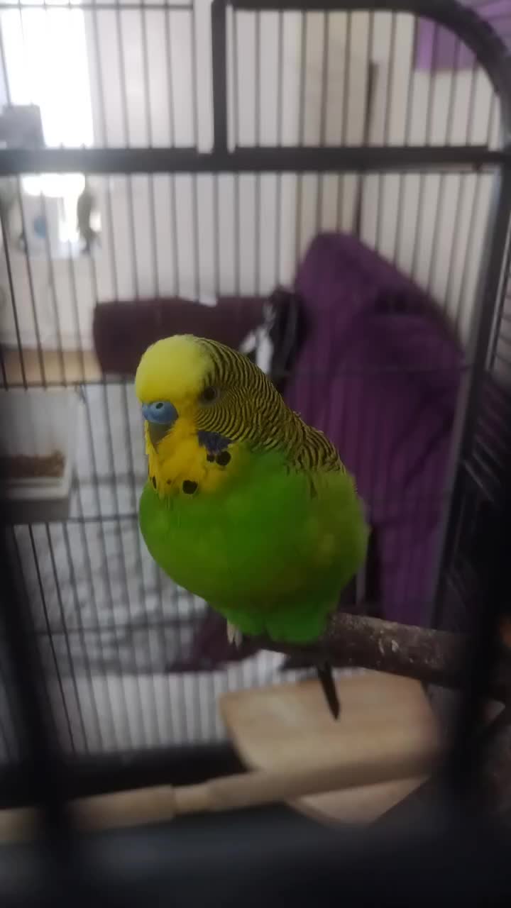 @🦖🐢Peanut_282🐊🦜