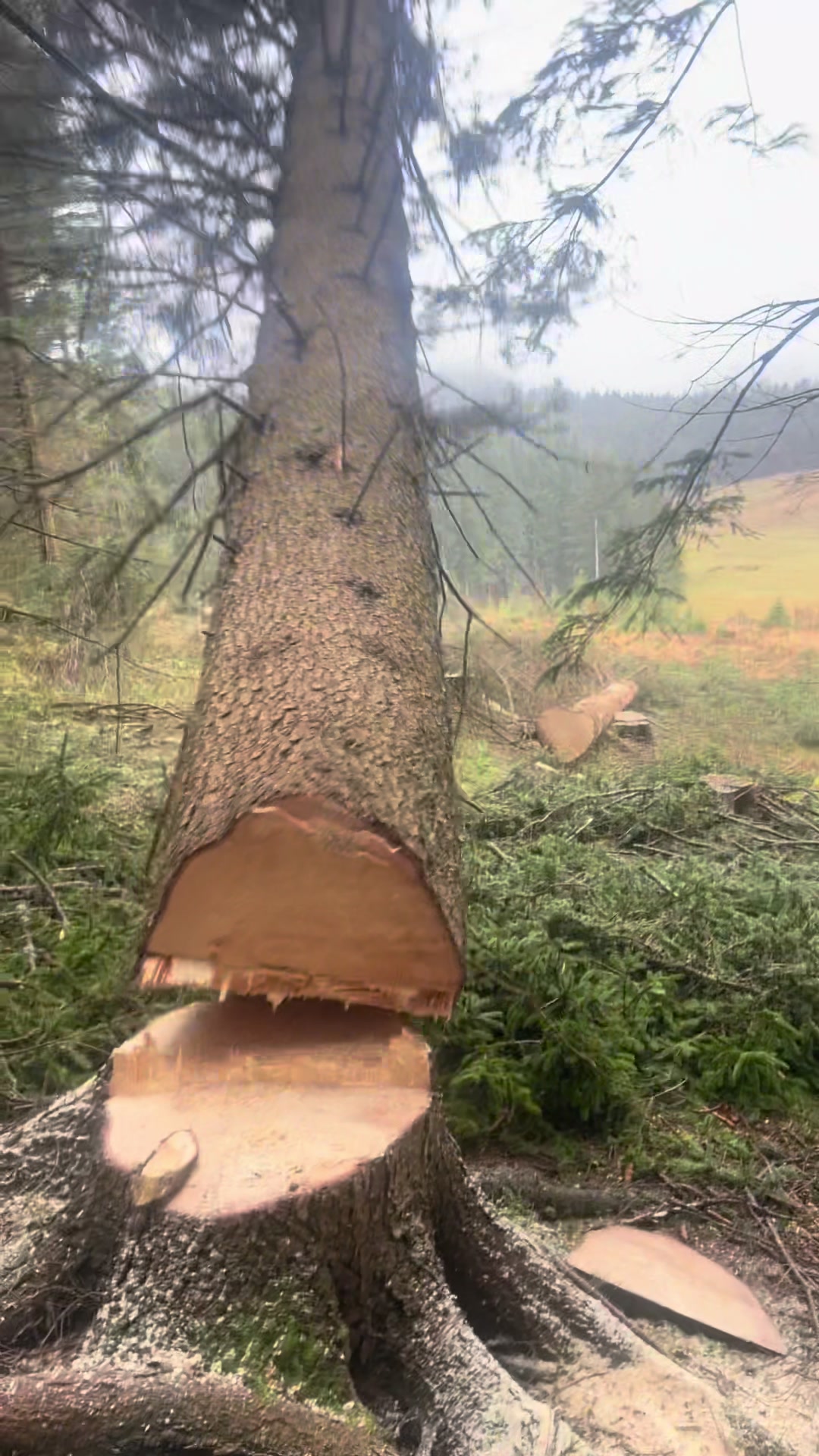 @Agrarius 🌲🇦🇹
