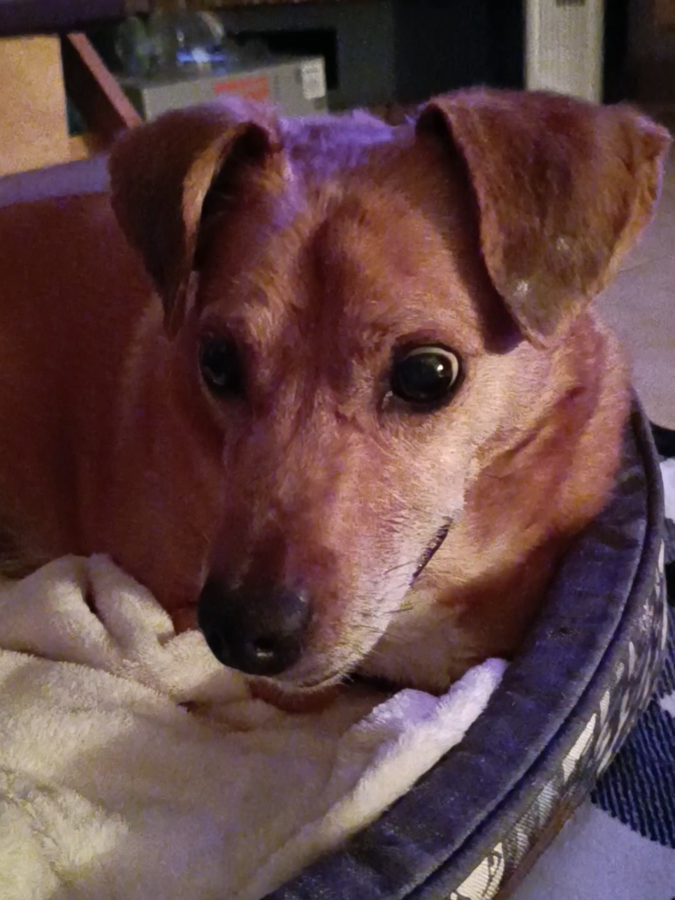 @RoyleDogWalking