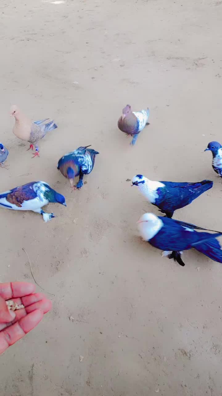 @best Birds912