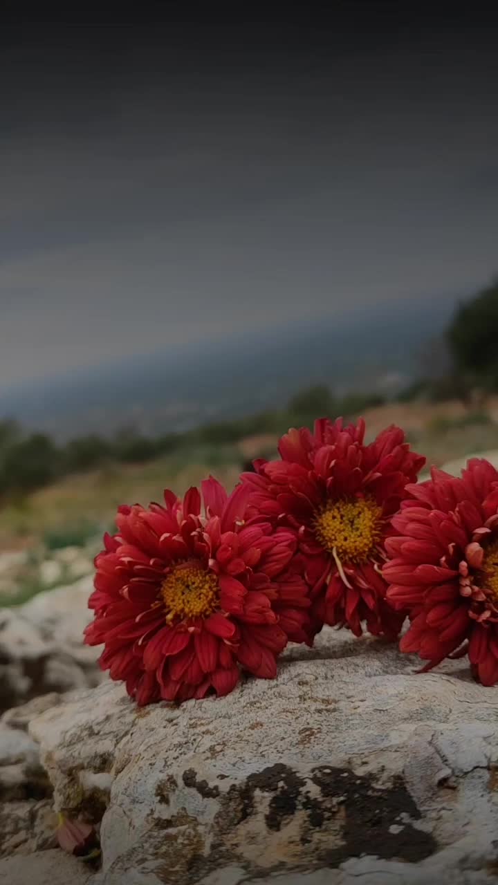 @𓆩𝐉𓆪
