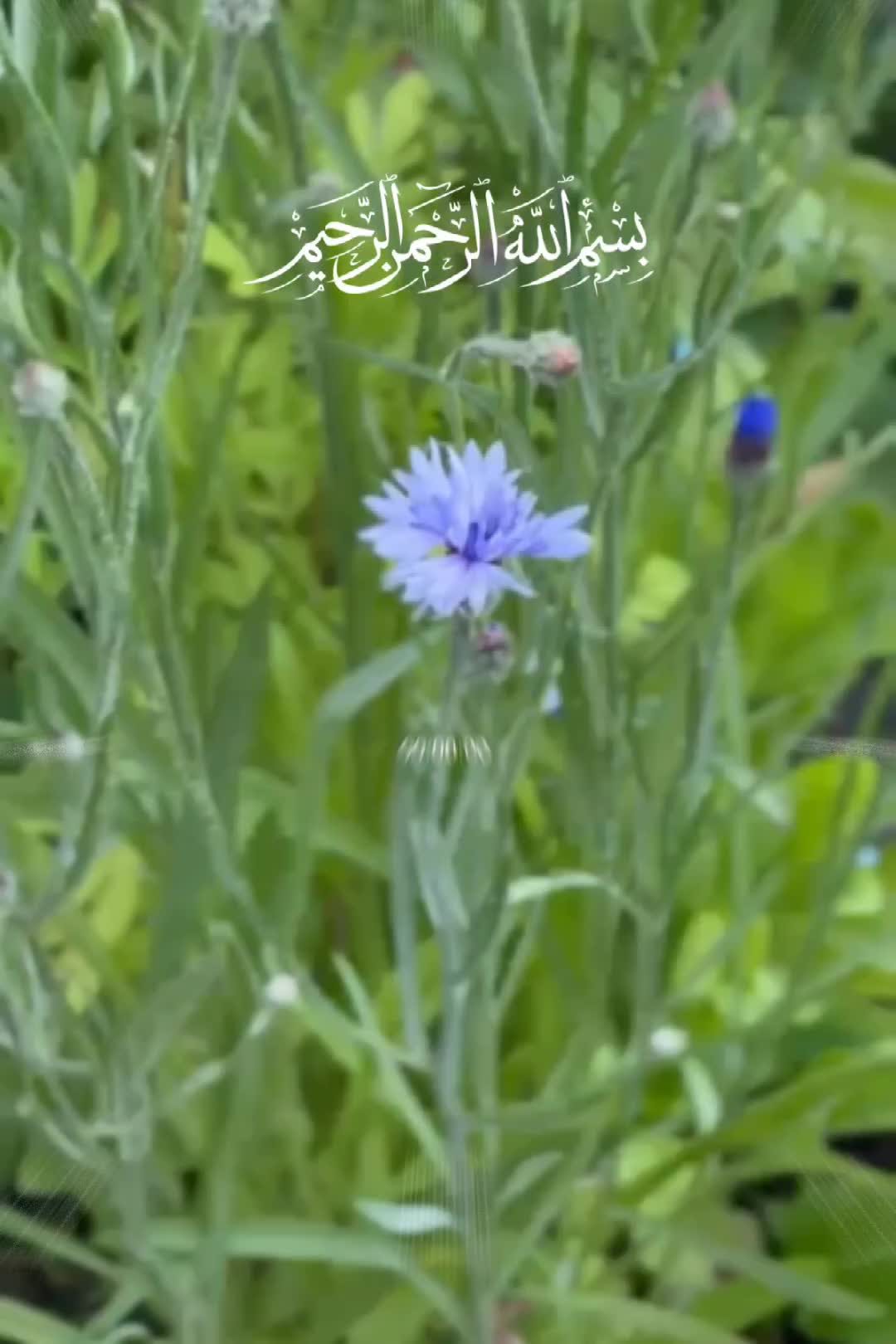 @قرآن كريم