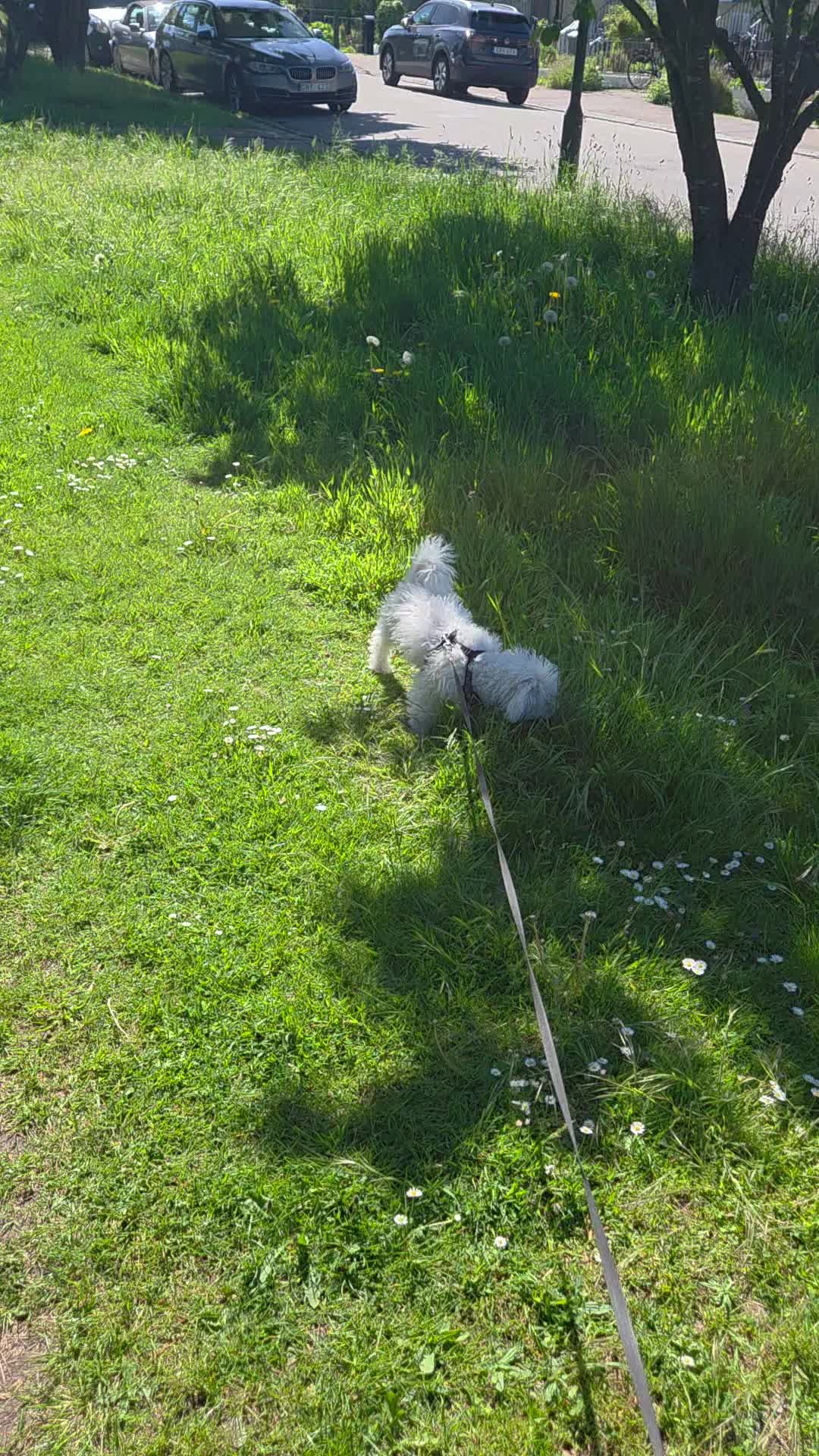 @TessiBichon