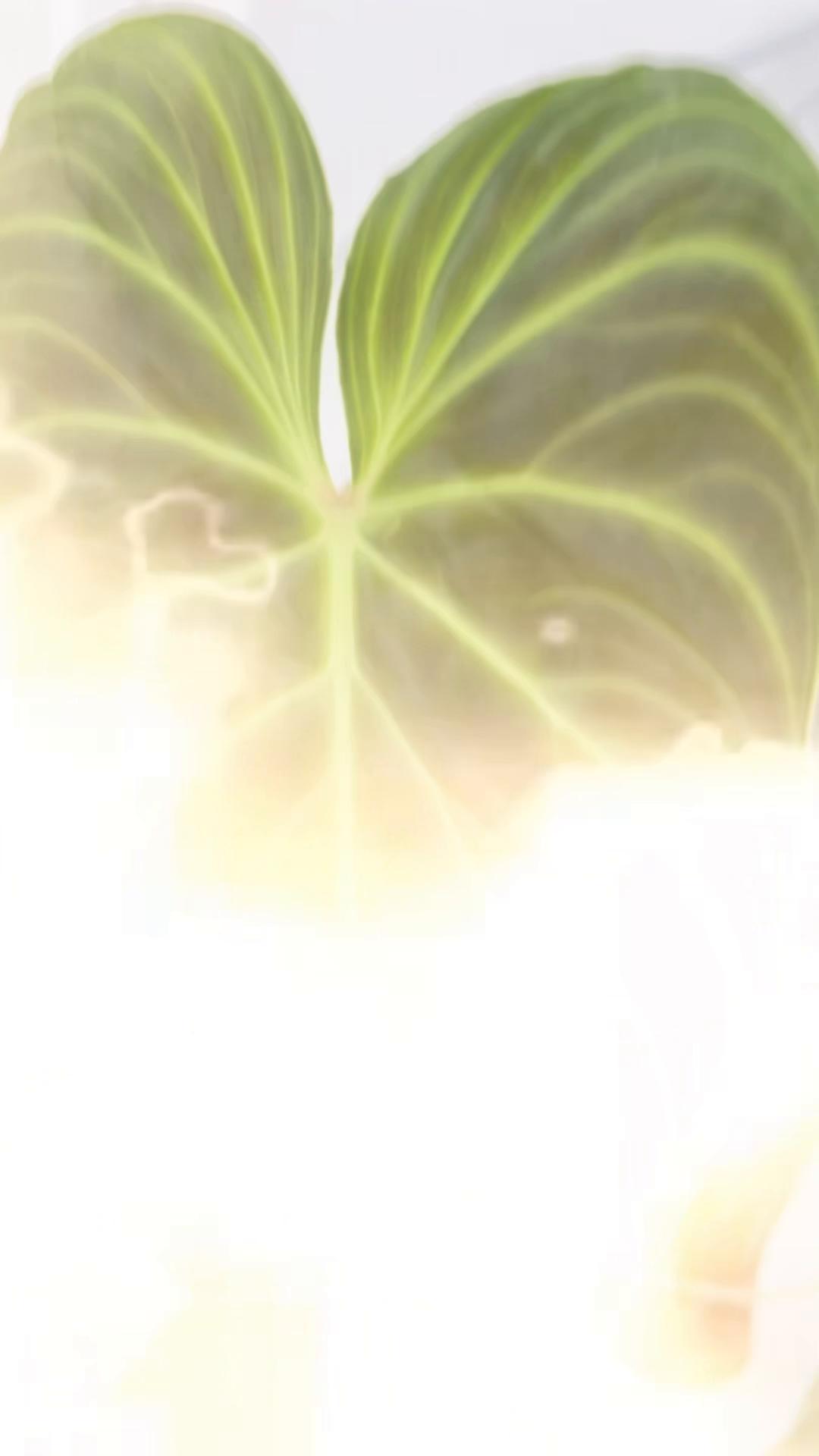 @About The Plant