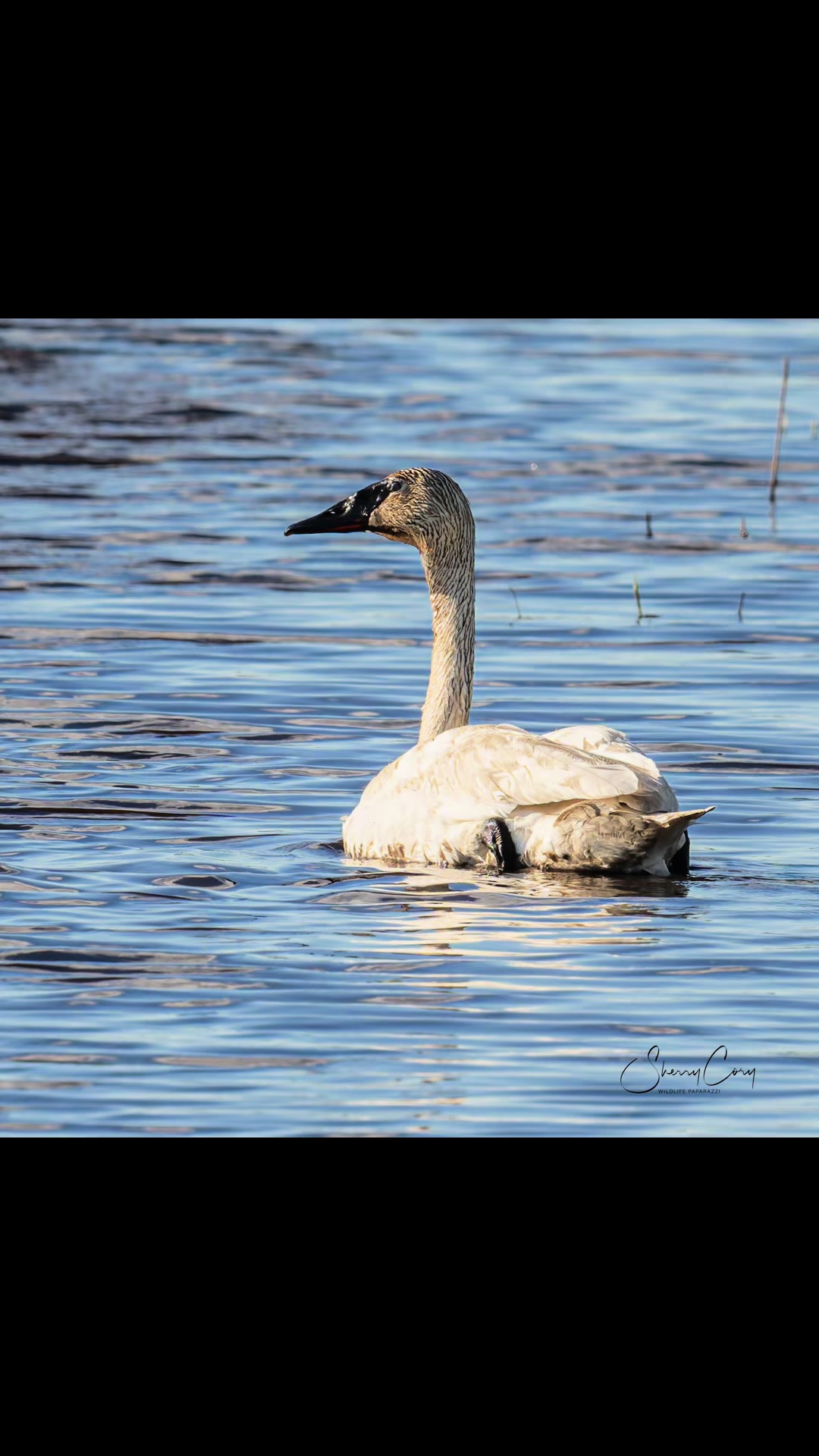 @❌Sherry &ldquo;Wildlife Paparazzi&rdquo;❌