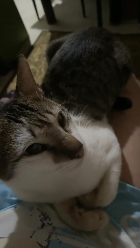 @NƎƎ˥∀Λ