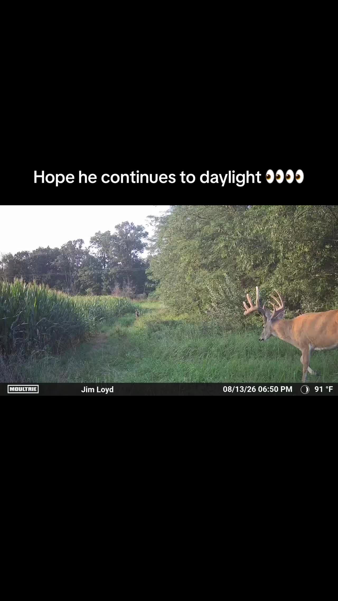 @Moultrie