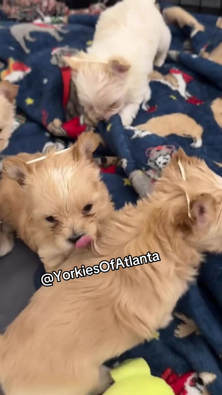 @Yorkies Of Atlanta