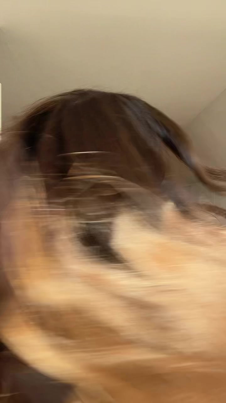 @dorentina