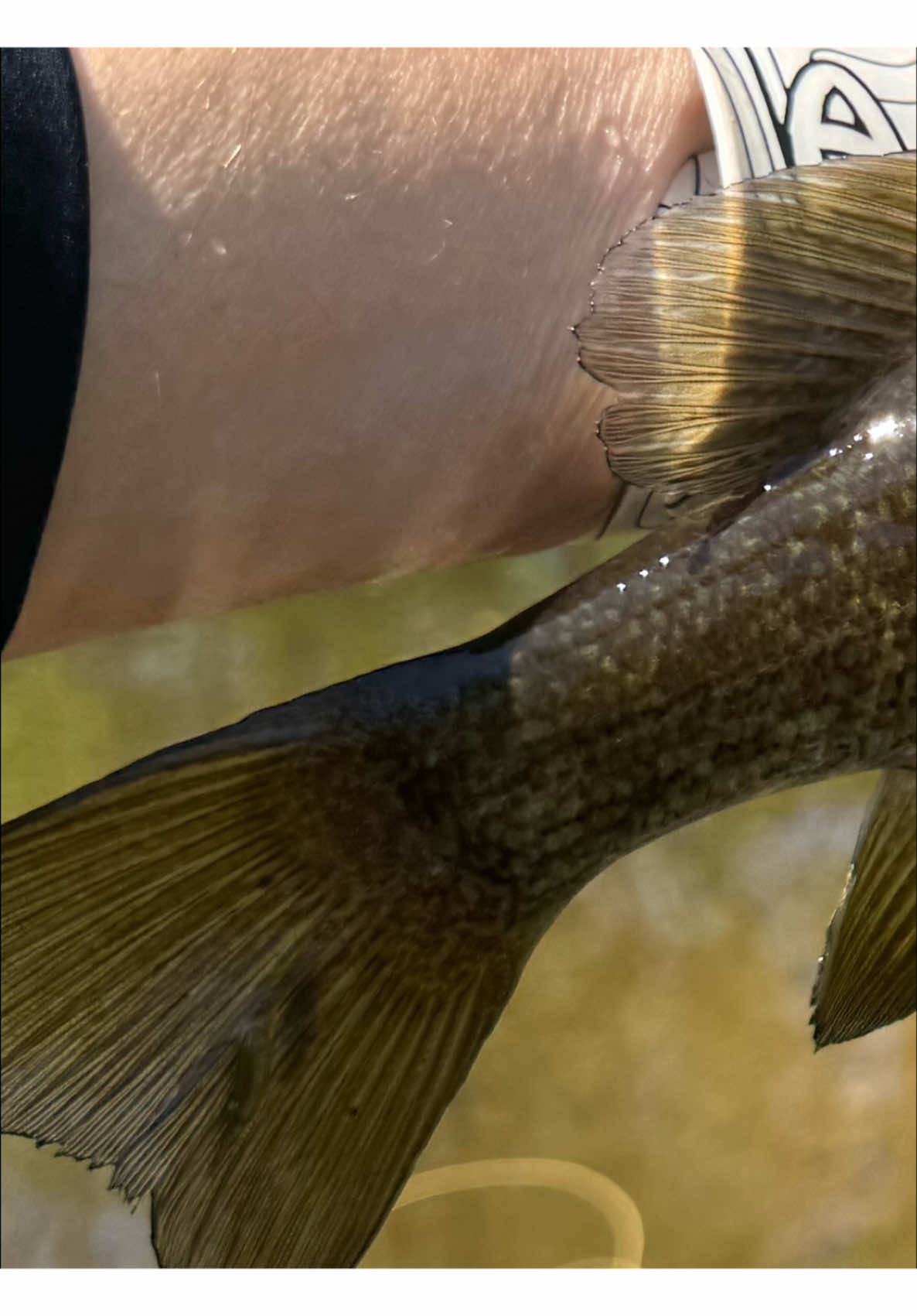 @FlyFishDelawhere