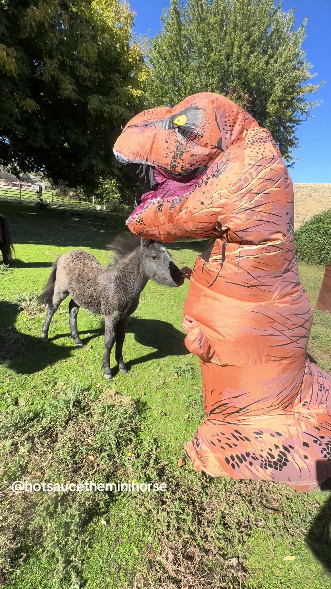 @Hot Sauce the Mini horse 🐎
