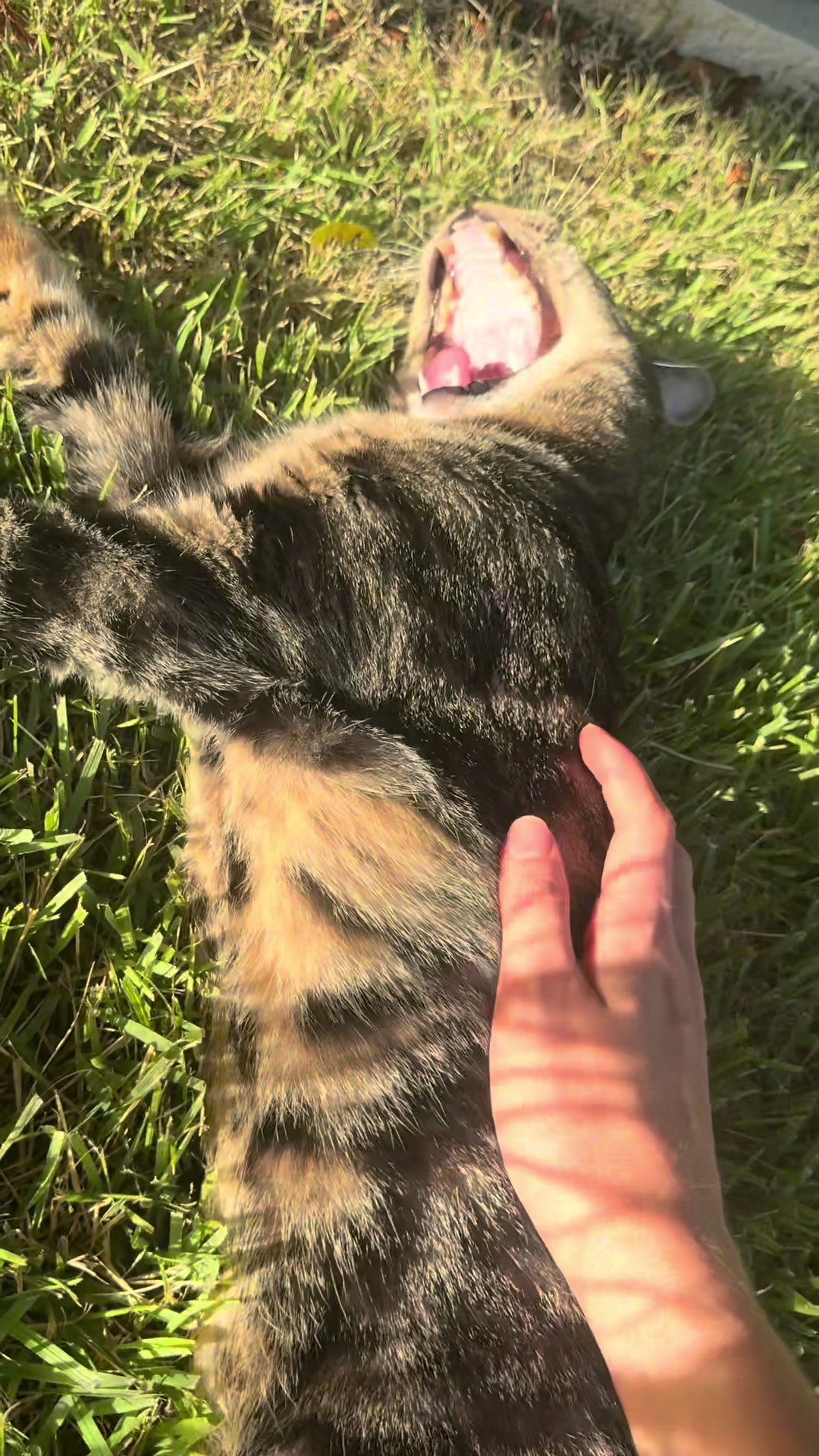 @imiiicat
