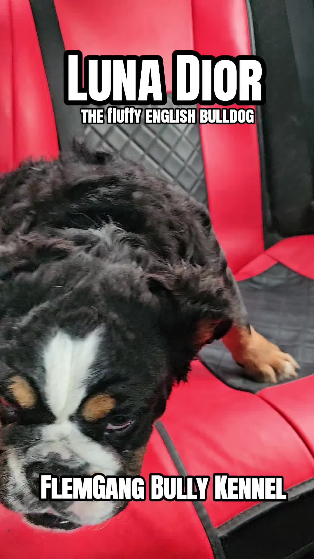 @Flemgang Bully Kennel๐๐พ๐โจ