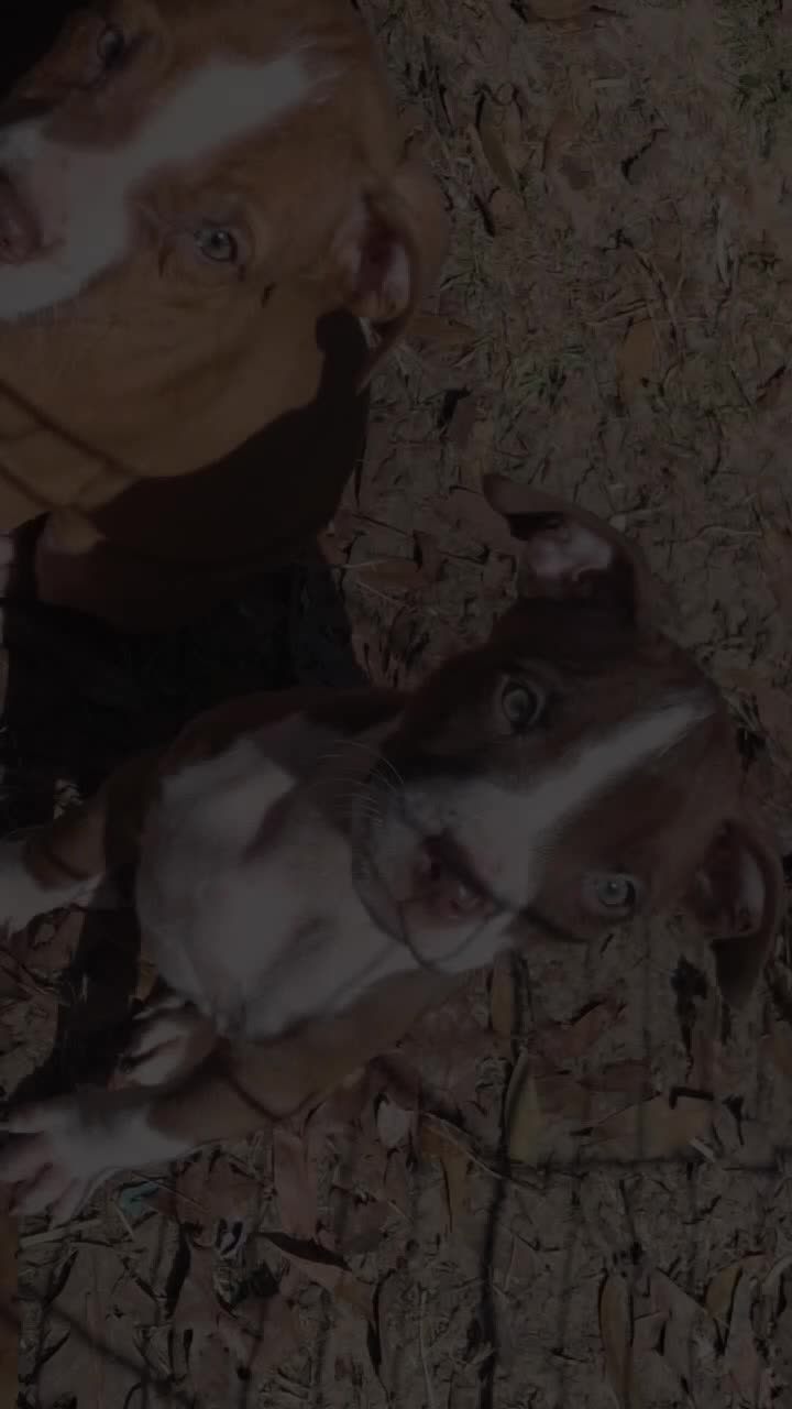 @SCKVoodooHogDoggers