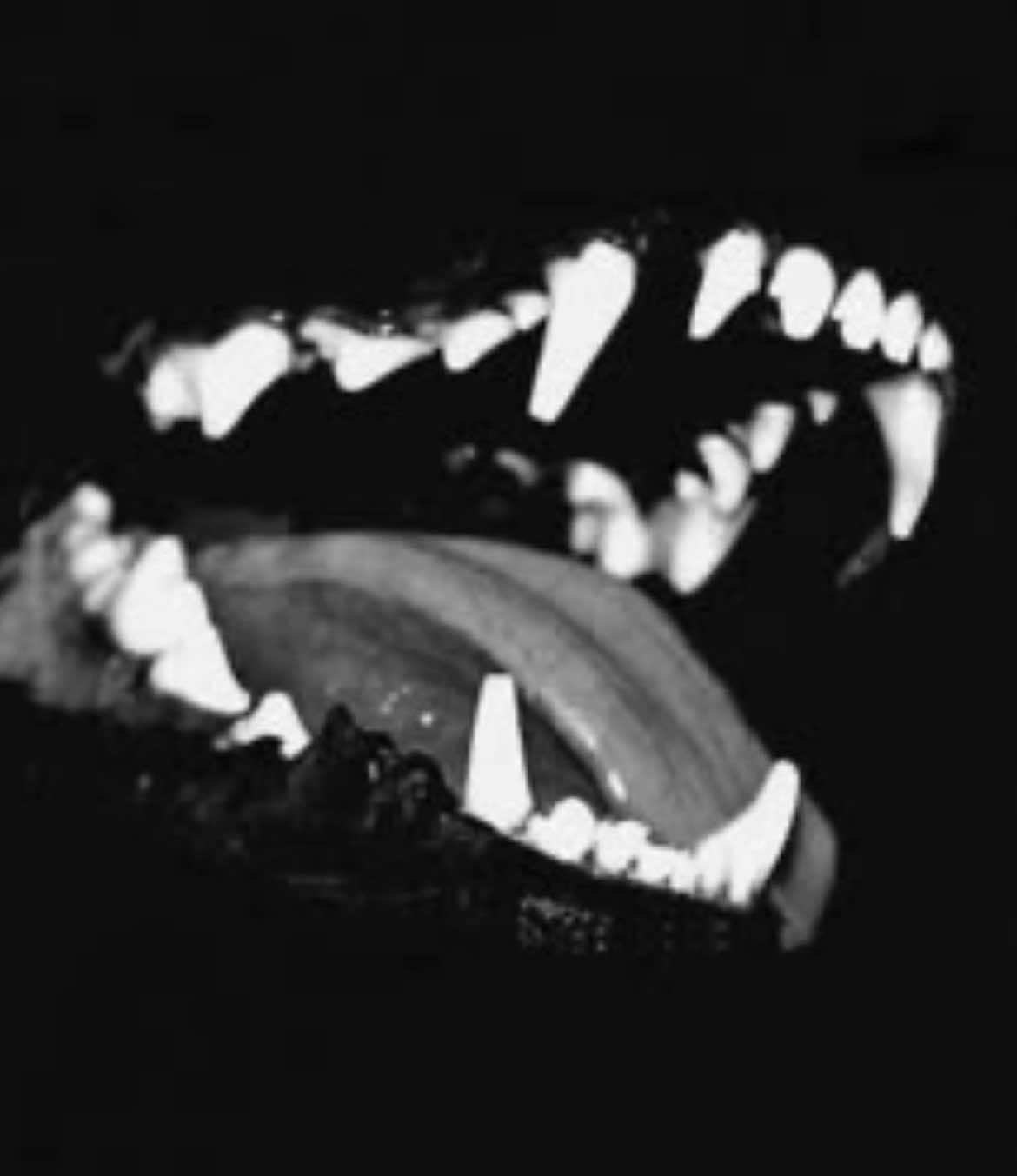 @𝐁𝐞𝐥𝐥𝐬 ;𝟑 🐾