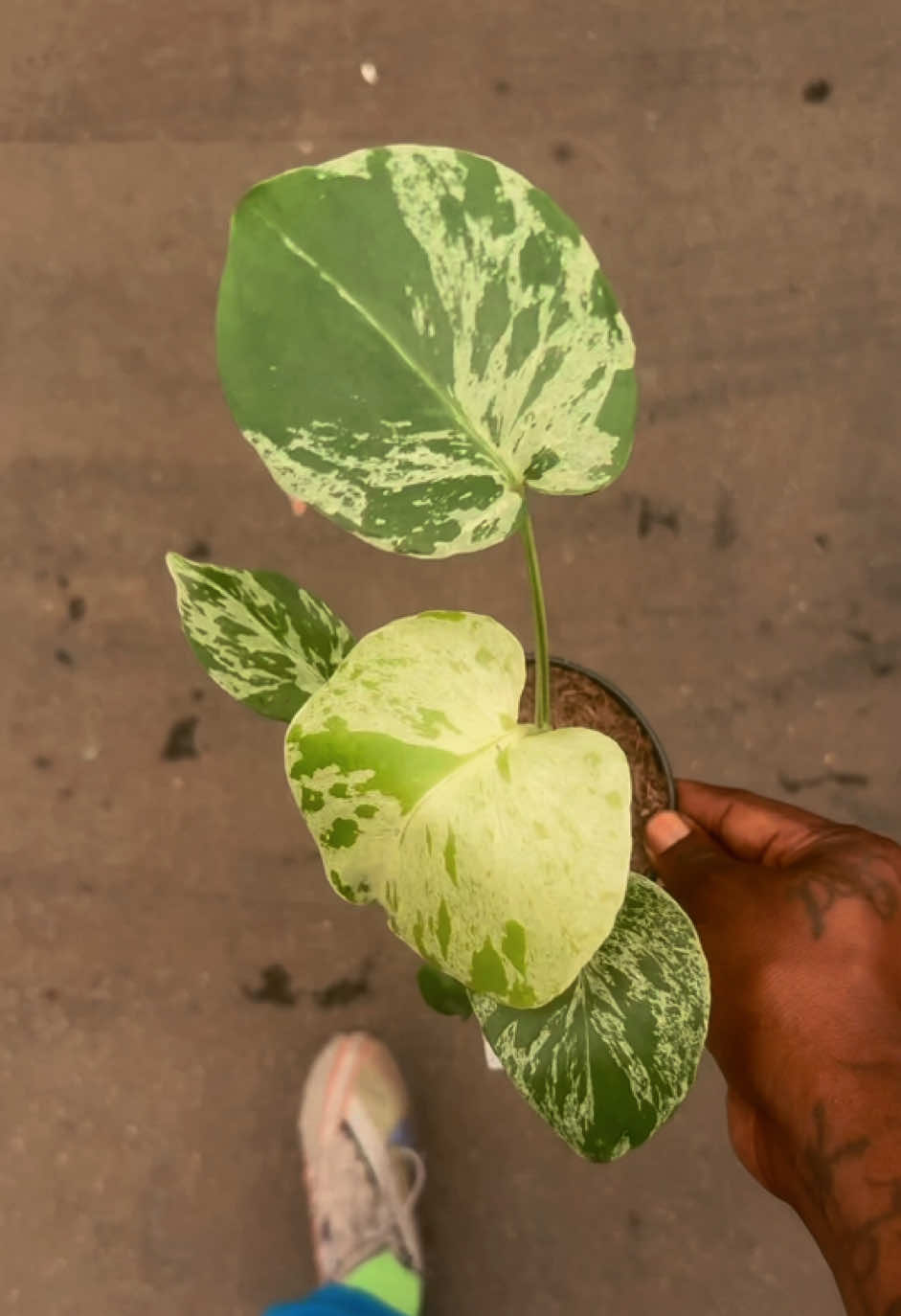 @Plant Deco ATL