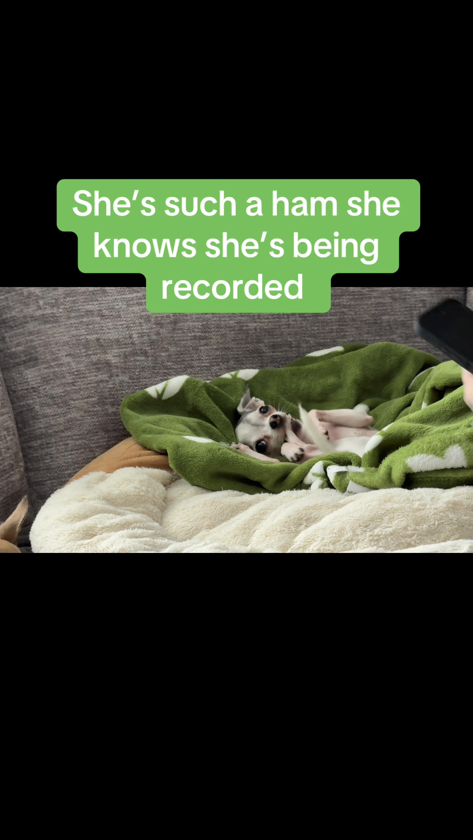 @Dog saver 8