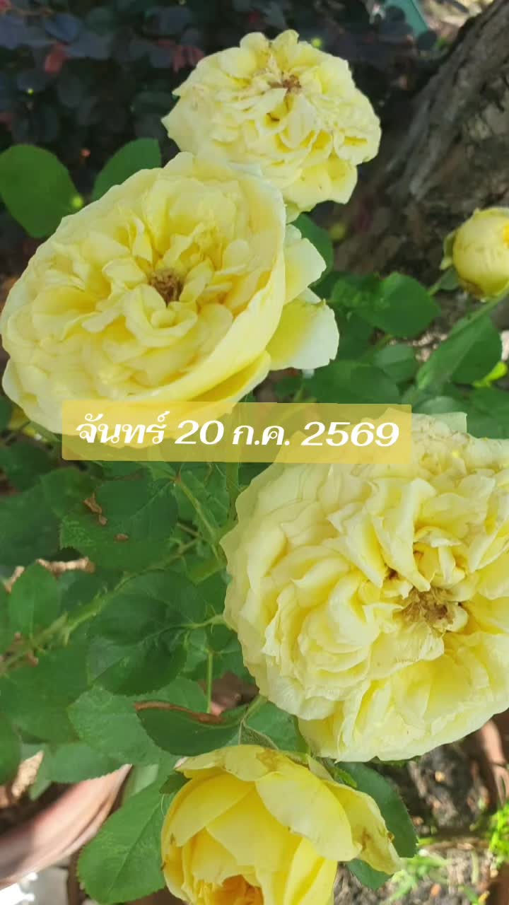 @Siriwat Pumesil
